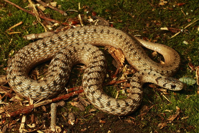 DeKay's Snake Gravid Meade County, KY 2017.