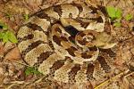 Timber Rattlesnake Bullitt County, KY 2017.