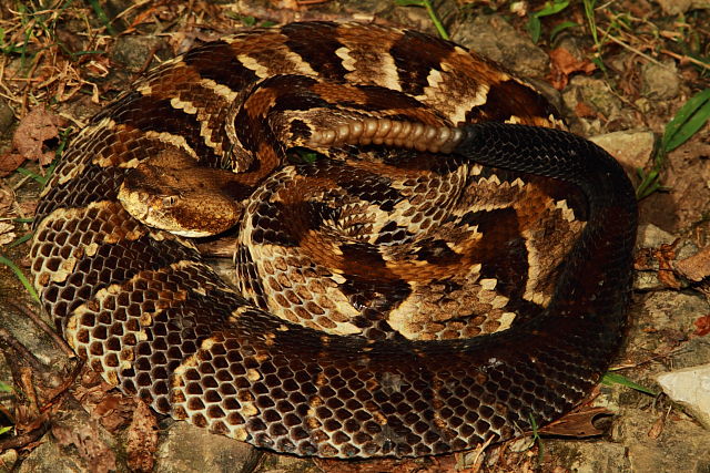 Timber Rattler Bullitt County, KY Found Crawling August 2017.