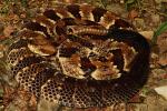 Timber Rattler Bullitt County, KY Found Crawling August 2017.