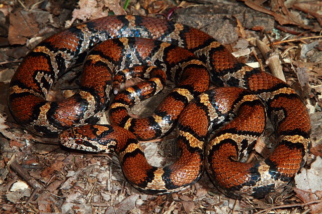 Bullitt County Milk Snake 2017.