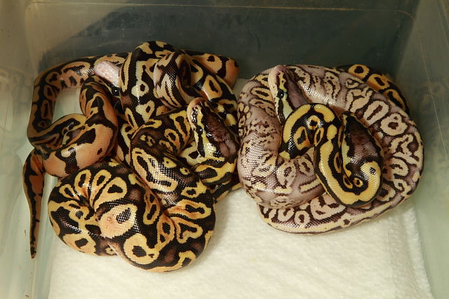 Ball Clutch #17BPC16 Hatch 14 August. Congo Pastel Sapphire X Congo Pastel Sapphire. 