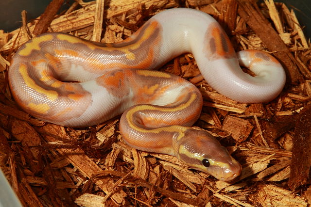 Female Coral Glow Pied #17BP1406 30 July 2017.