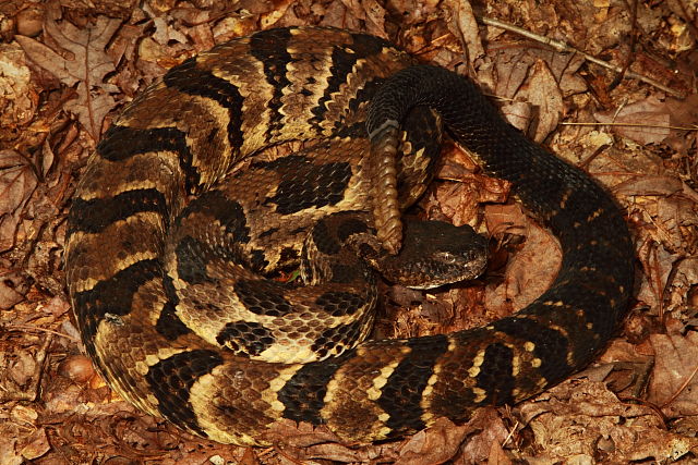 Timber Rattlesnake Male Found With Pre-Shed Female August 2017.