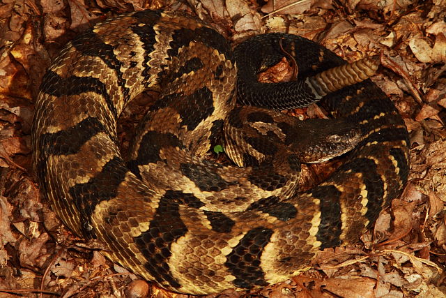 Timber Rattlesnake Male Found With Pre-Shed Female August 2017.