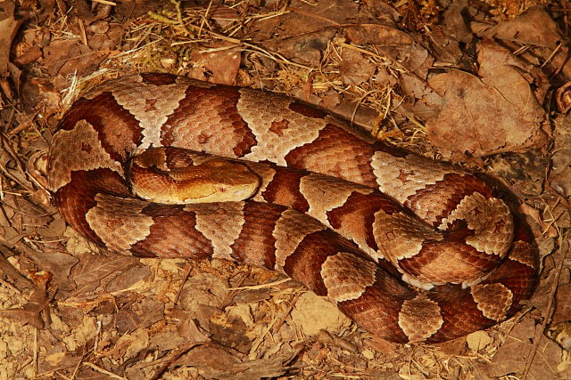 In-Situ In Meade County, KY 2017.