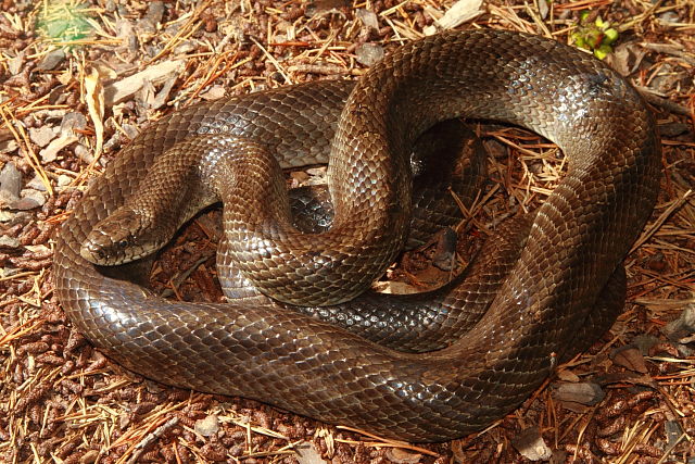 Meade County, KY Prairie Kingsnake 2017.