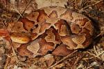 Copperhead From Edmonson County, KY 2017.