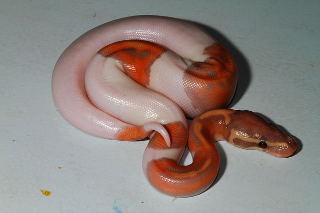 Male Coral Glow Pied Hatch 6 September 2017.