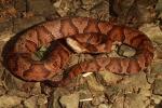 Copperhead Bullitt County, KY 2017.