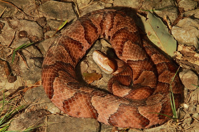 Copperhead Bullitt County, KY 2017.