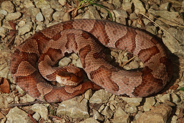 Copperhead Bullitt County, KY 2017.