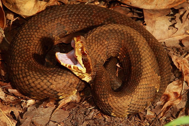 Cottonmouth Graves County, KY 2017.