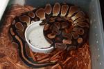 Female Banded Het Albino Het Axanthic November 2017.