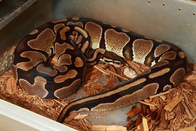 Female Banded Het Albino Het Axanthic November 2017.