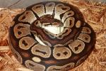 Ball Python Clutch #18BPC02 Laid 29 March 2018. Banded Albino X Het Albino.