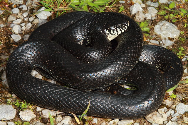 Eastern Black Kingsnake Edmonson County, KY 2018.