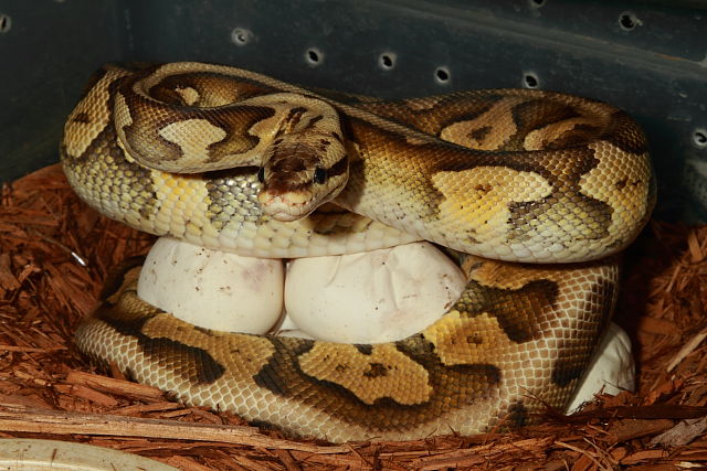 Clutch #18BPC08 Laid 19 April 2018. Super Pastel Hypo X Super Pastel Hypo.