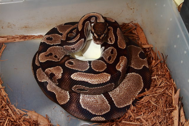 Ball Clutch #18BPC16 Laid 3 May 18. Banded Het Albino X Super Banded Albino.