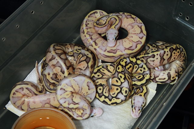 Clutch #18BPC01 Hatch 14 May 2018. Super Fire Super Pastel Vanilla X Super Pastel Fire Vanilla.