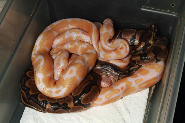 Ball Clutch #18BPC05 Hatch 13 June 2018. Banded Het Albino X Albino Super Banded.