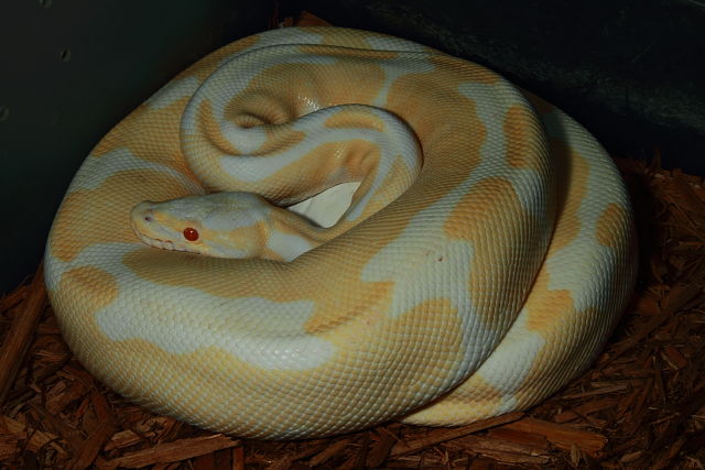 2018 Ball Clutch #18BPC33 Super Banded Albino X Same Laid 25 June.