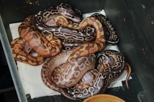 Clutch #18BPC10 Hatch 29 June. Coral Glow Cinnamon X Super Pastel.