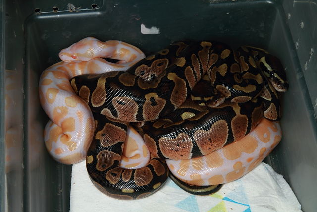 Clutch #18BPC16 Hatch 1 July. Super Banded Albino X Banded Het Albino.