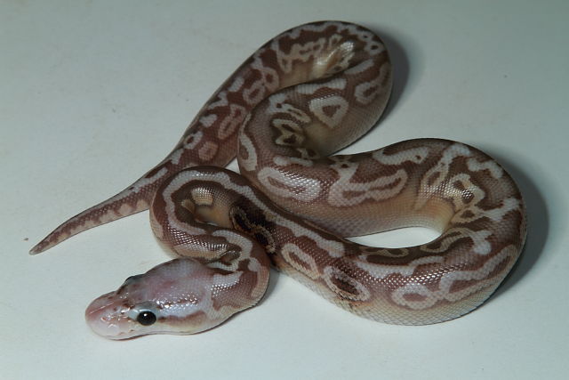 Male Coral Glow Pastel Cinnamon 2018 Hatch.