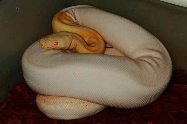 Albino Pied Super Banded Female.