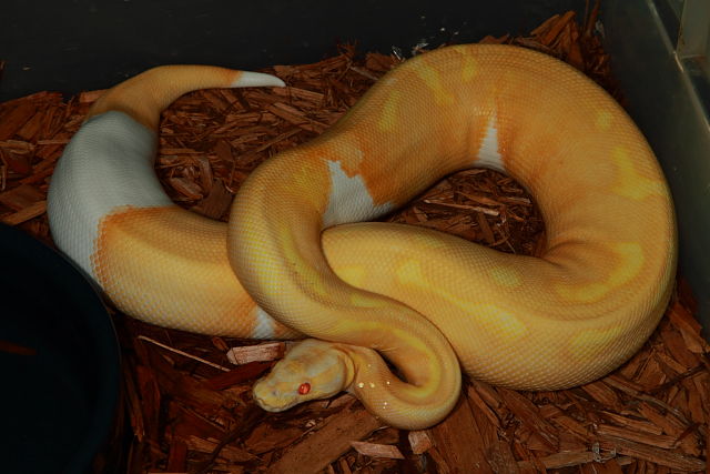 Albino Pied Super Banded Female.