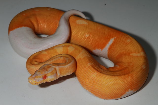 Albino Pied Super Banded Male.