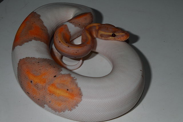 Coral Glow Pied Male.