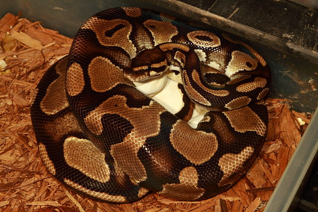 Ball Clutch #18BPC43. Albino Pied Super Banded X Banded Double Het Albino Pied. Laid 2 August 2018.