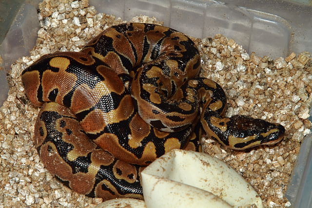 Ball Clutch #18BPC28 Hatch 3 August 2018. Enchi X Banded Het Albino.