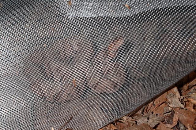 Traps Locate Copperheads!