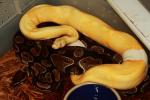 Super Band Albino Pied X Band Double Het Albino Pied 3 December 2018.