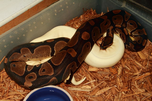 Banded Double Het Albino Pied X Super Banded Albino Pied 3 December 2018.