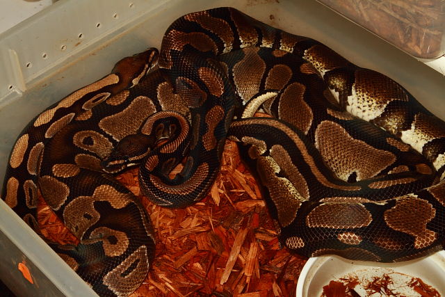 Banded Double Het Snow X Same 3 December 2018.