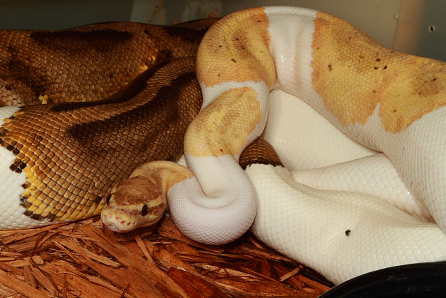 Coral Glow Pied X Pied 3 December 2018.