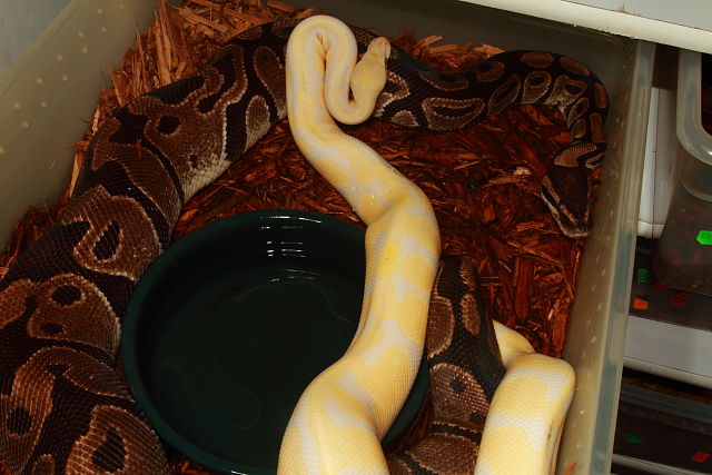 Pastel Lavender Albino X Het Lavender Albino 3 December 2018.