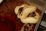 Pastel Lavender Albino X Pastel Het Lavender Albino 3 December 2018.