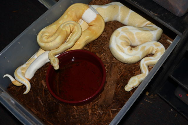 Super Banded Albino Pied X Super Banded Albino 30 December 2018.