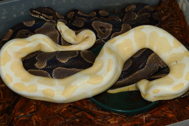 Super Banded Albino X Banded Het Albino January 2019.