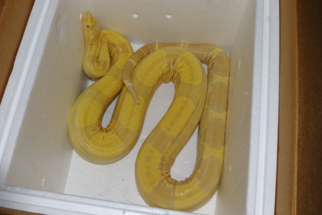 Albino Male Breeder. Kahl Line.