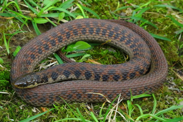 Kirtland's Snake From Jefferson County, KY. 2019.