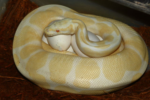 Clutch #19BPC19 Laid 4 May 2019. Albino Super Banded X Pied Albino Super Banded.