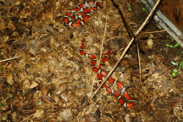 In-Situ Double Flip Hickman County, KY 2019.