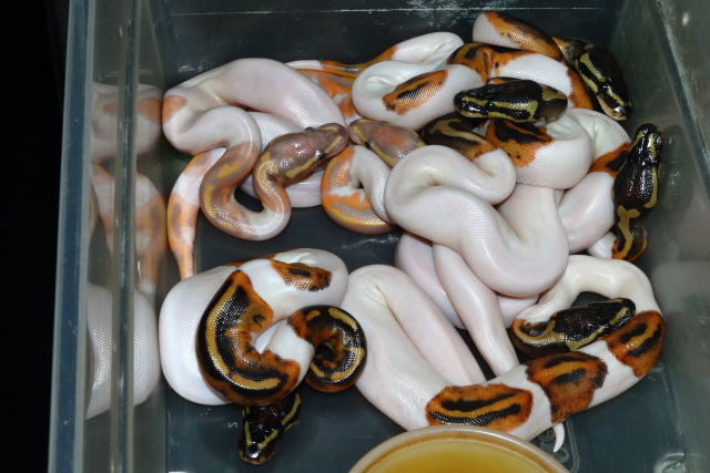 Ball Clutch #19BPC05 Hatched 27 May 2019. Coral Glow Pied X Pied.