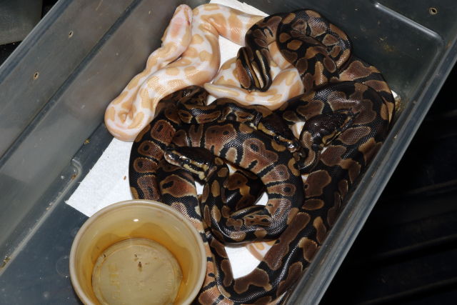 Ball Clutch #19BPC04 Hatched 19 May 2019. Albino Super Banded X Het Albino.